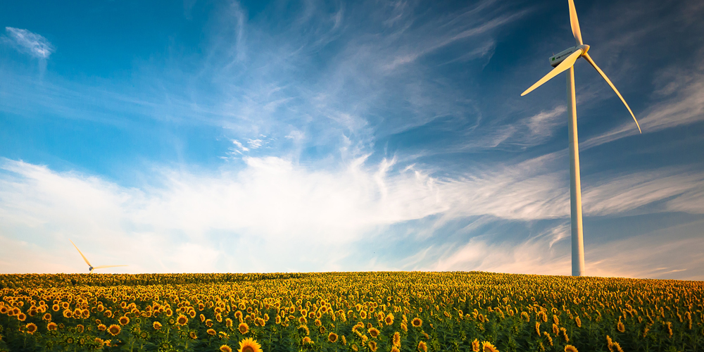 Sunflowers in field with wind turbine